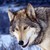 :iconresident-wolf: