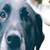:iconresplendentskies: