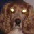 :iconreswiig: