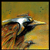 :iconretox: