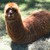 :iconrevilox: