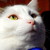 :iconrevynn: