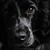 :iconrevywood-photography: