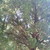 :iconrexhapics:
