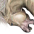:iconrheayna: