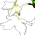 :iconrhodallion: