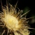 :iconrhomium:
