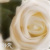 :iconrhoswenfaerie:
