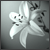 :iconRhythmical-Beauty: