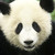 :iconrialcnislime: