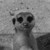 :iconriapi: