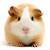 :iconric-he: