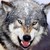 :iconricanwolf: