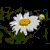 :iconRicciLin: