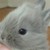 :iconricebrand: