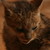 :iconrich-tedstone:
