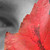 :iconrich8e8: