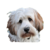:iconrichardaustin: