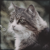 :iconrichtofengirllover29: