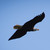 :iconrick-evans: