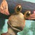 :iconrickslamu2: