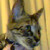 :iconrickthecat23: