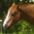:iconricochetrosie: