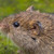 :iconriddle79: