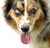 ridemcowboy :iconridemcowboy: