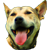 :iconriderdawg:
