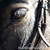 :iconridethestride: