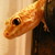 :iconridgebackdog: