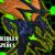 :iconridleyofzebes: