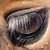 :iconrigardatta: