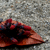 :iconriggwelter: