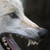 :iconrikarupl: