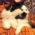 :iconrikitikitavi9162: