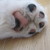 :iconrilaxbear: