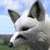 :iconrimefox: