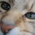 :iconrimvydas2: