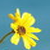 :iconrin-hide: