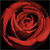 :iconRingAroundTheRosies: