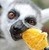 :iconringed-noctt:
