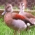 :iconringed-teal: