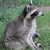 :iconringtailedcoon:
