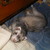 :iconrini-moonwind-252: