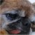 :iconrinketti: