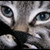 :iconrintodjin: