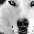 :iconrinzler008: