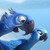 :iconrio-blu: